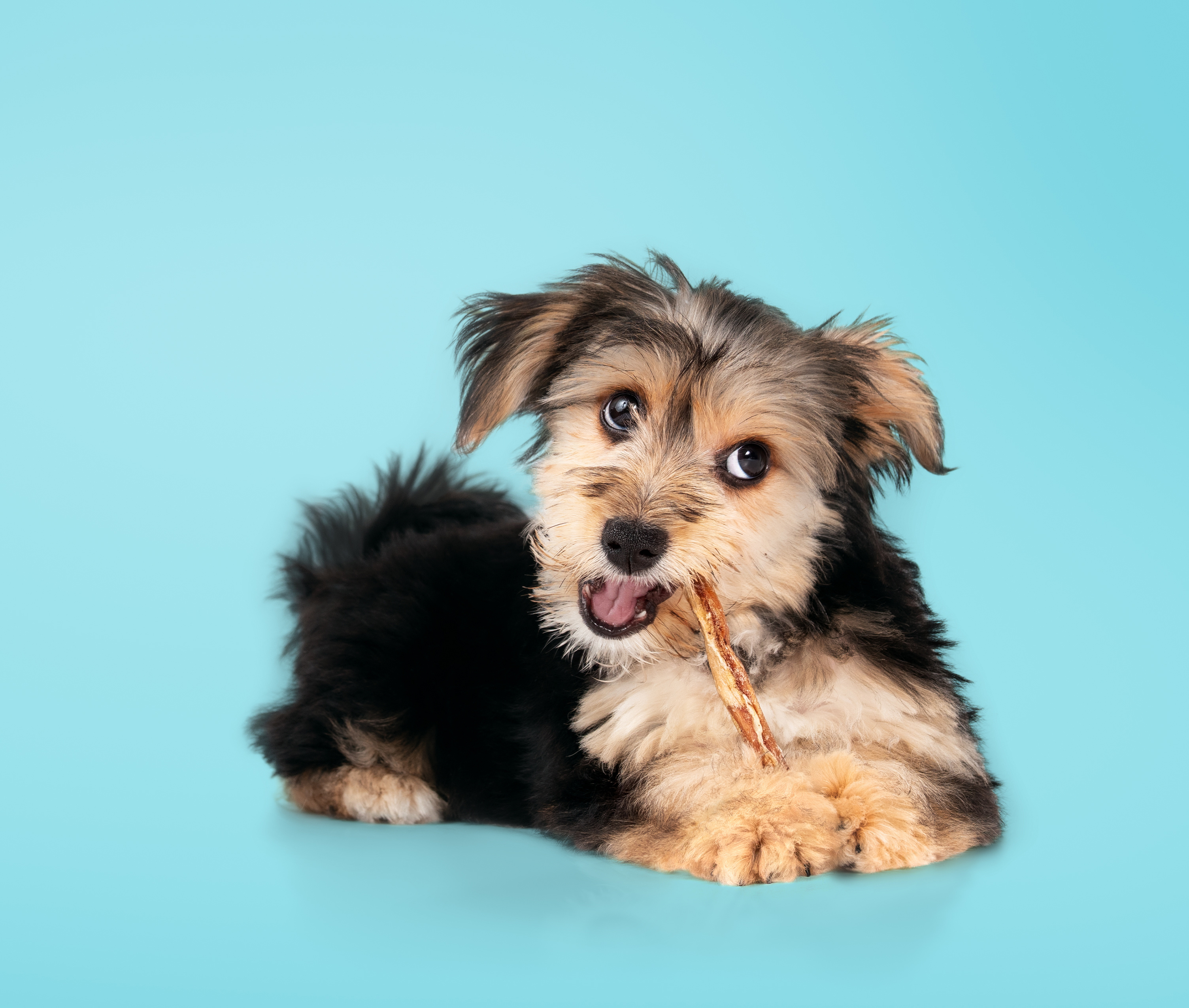 Kauartikel für Welpen: Warum Geweihe eine natürliche Alternative zu Kauhölzern sind