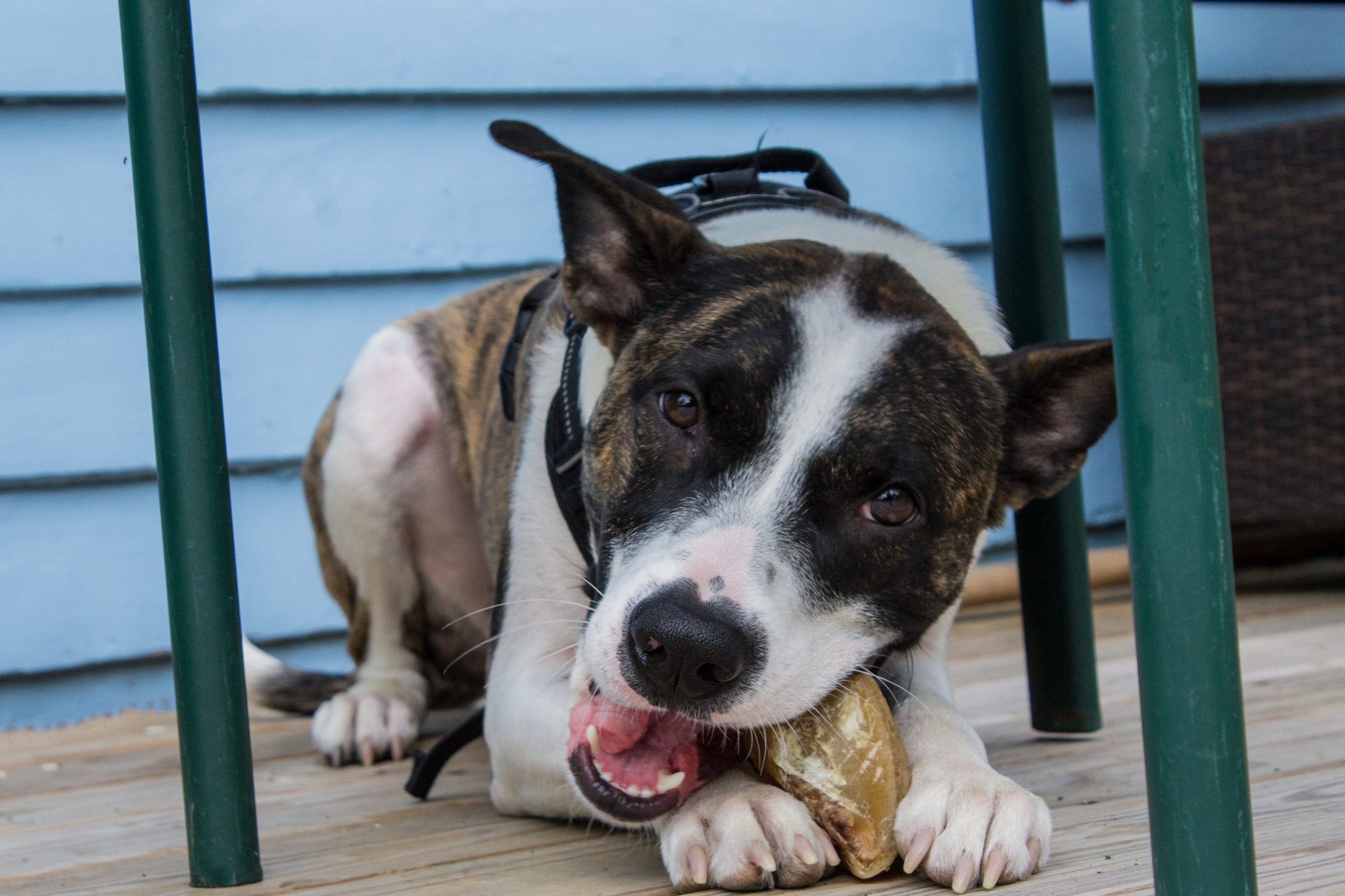 Kauartikel für Junghunde: Warum Abwechslung bei Proteinquellen wichtig ist