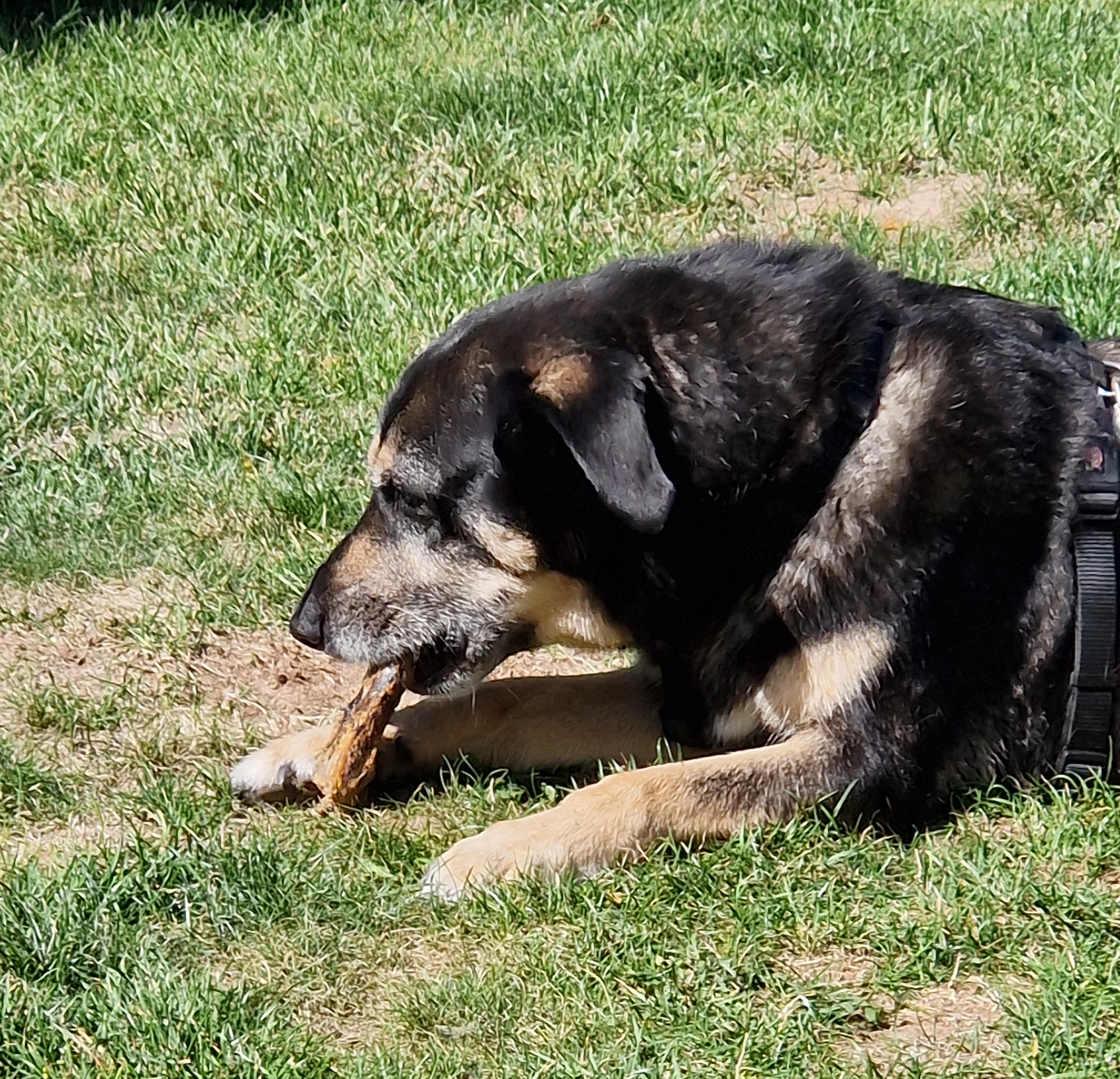 Kausnacks für erwachsene Hunde – mehr als nur Beschäftigung