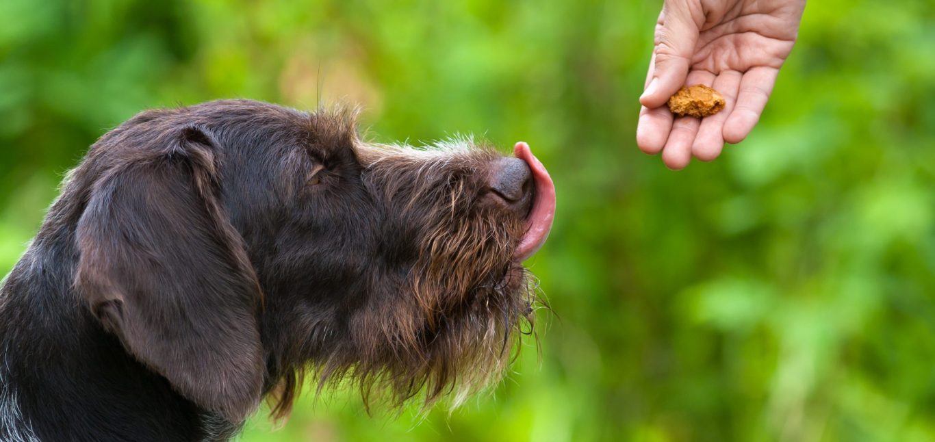 Ein Hund mit Zunge heraus, schaut auf eine Hand mit Futter.